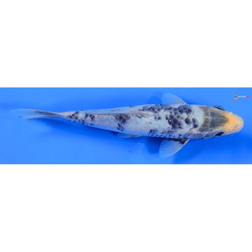 6.5” Imported Shiro Bekko