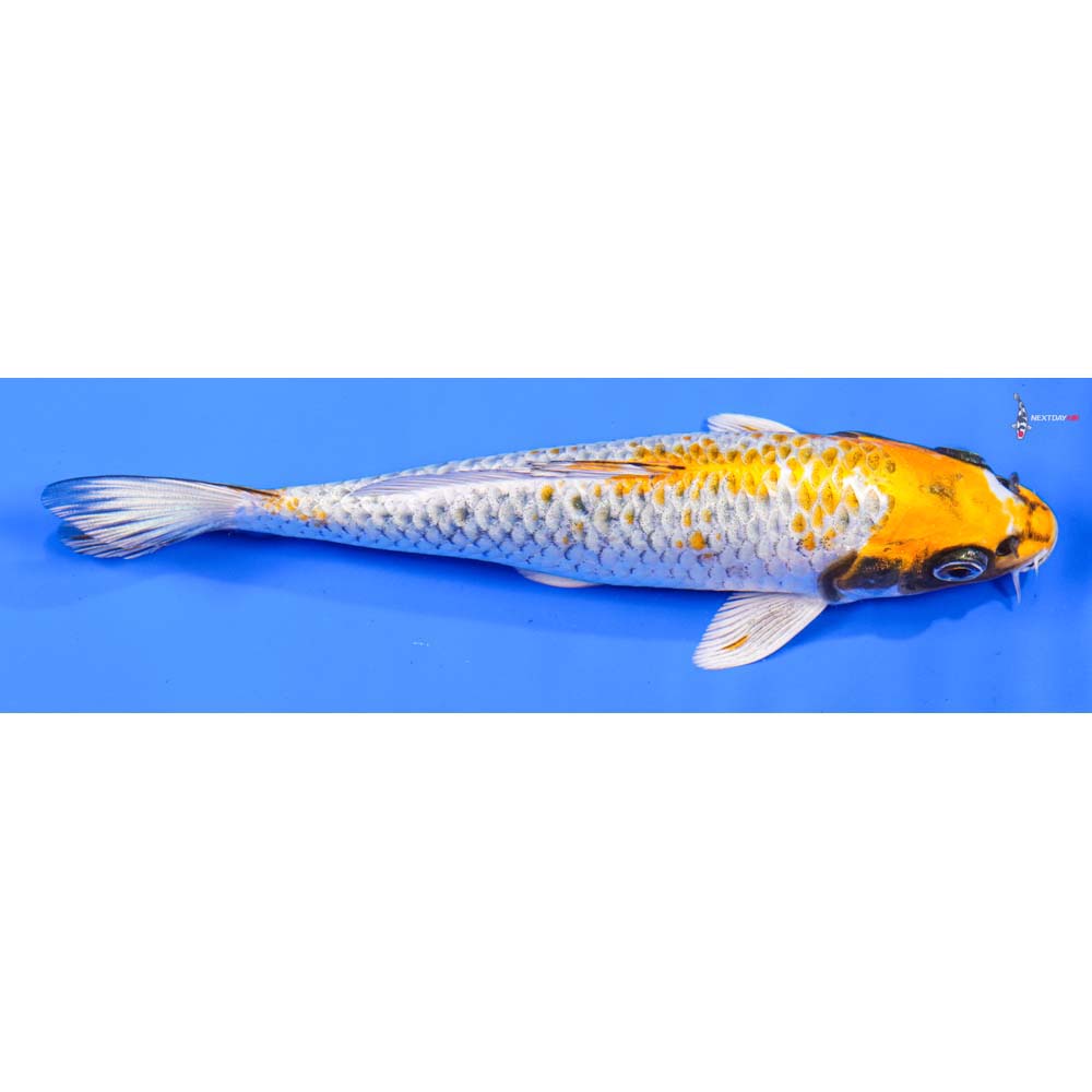 6.5” Imported Kujaku