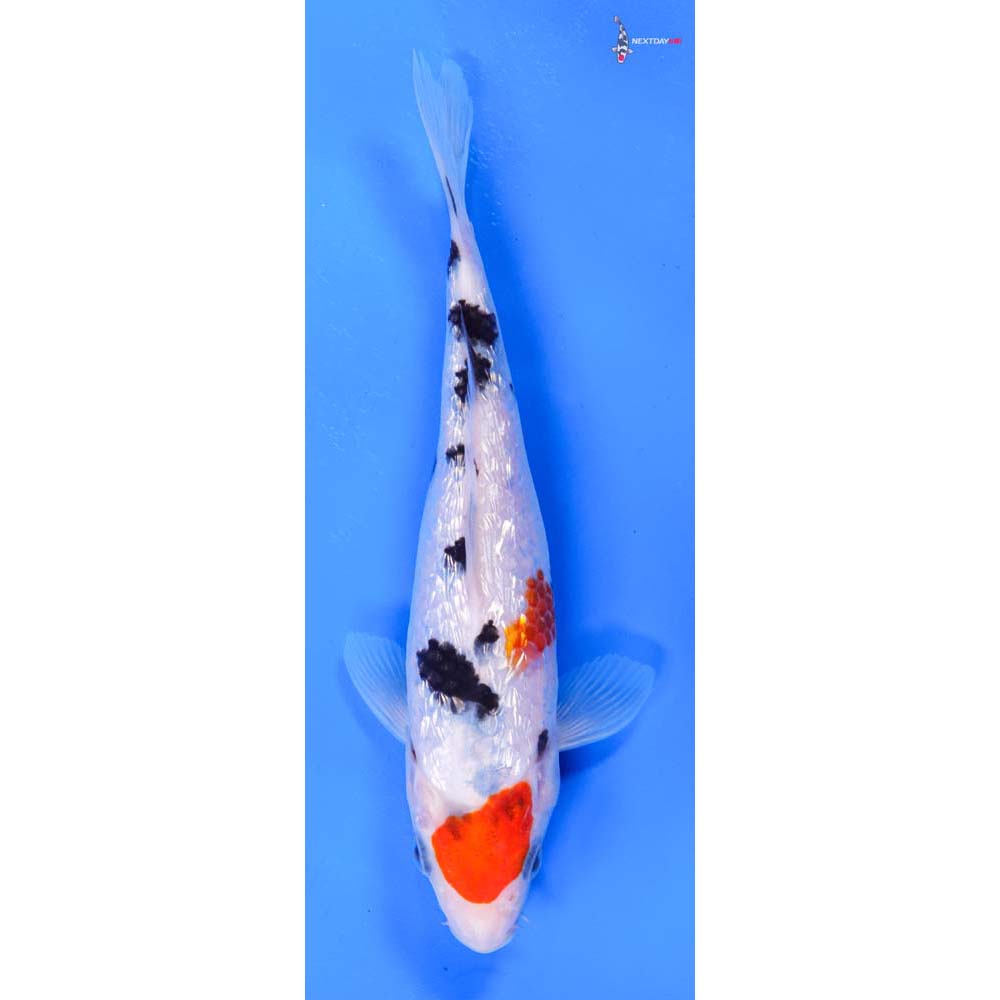 6.5” Imported Gin Rin Sanke