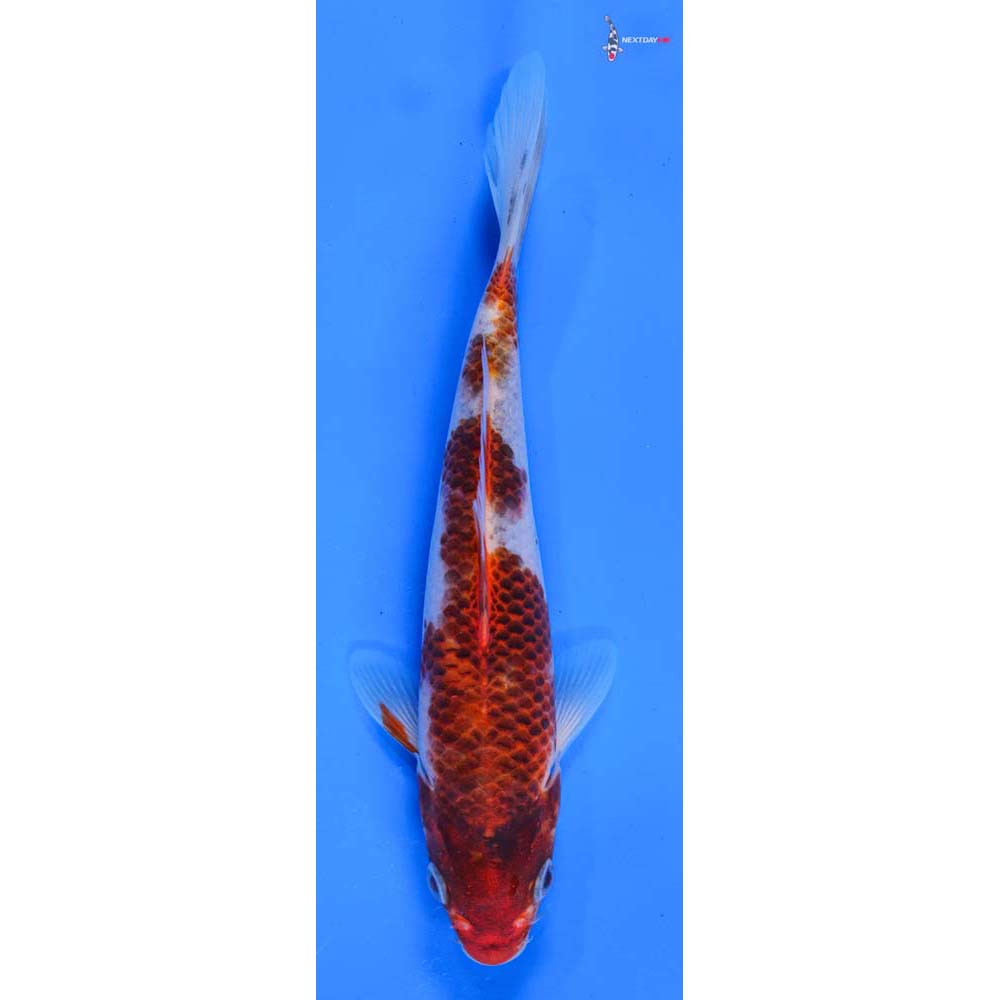 6.5” Imported Goromo