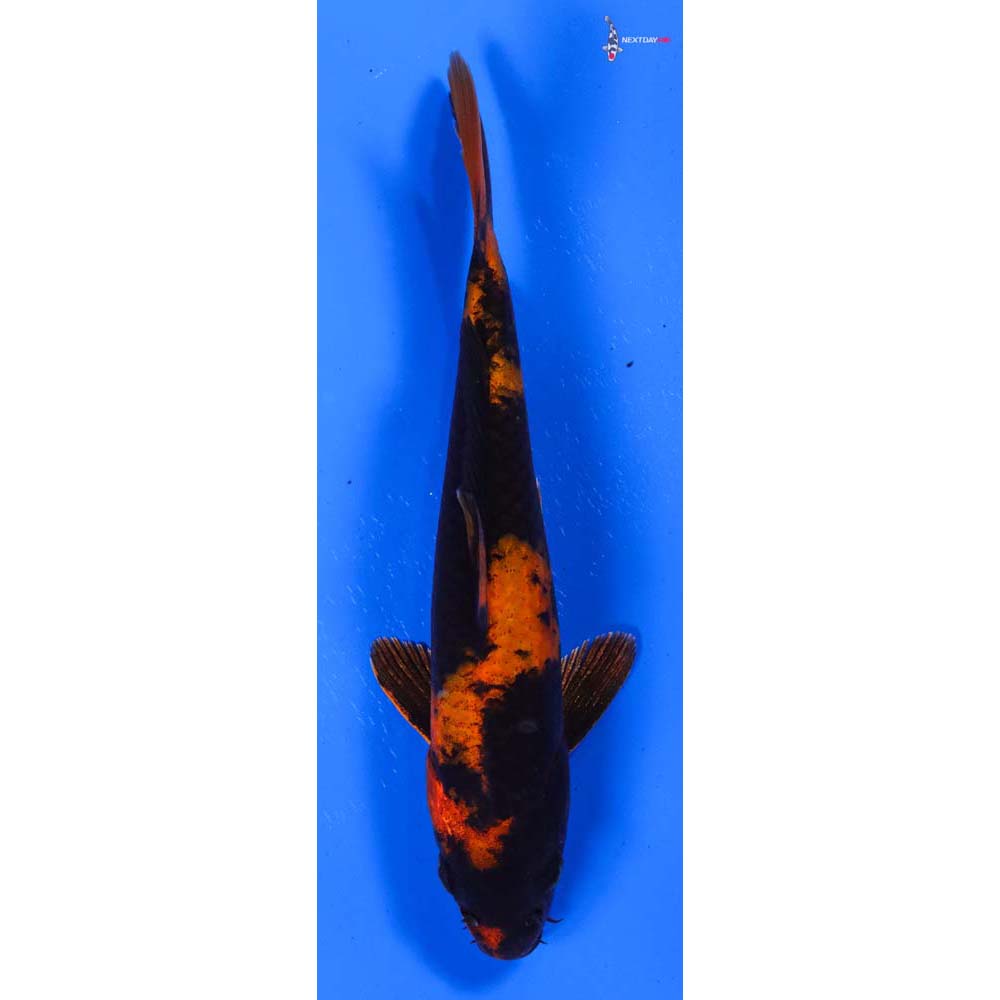 6.5” Imported Hi Utsuri