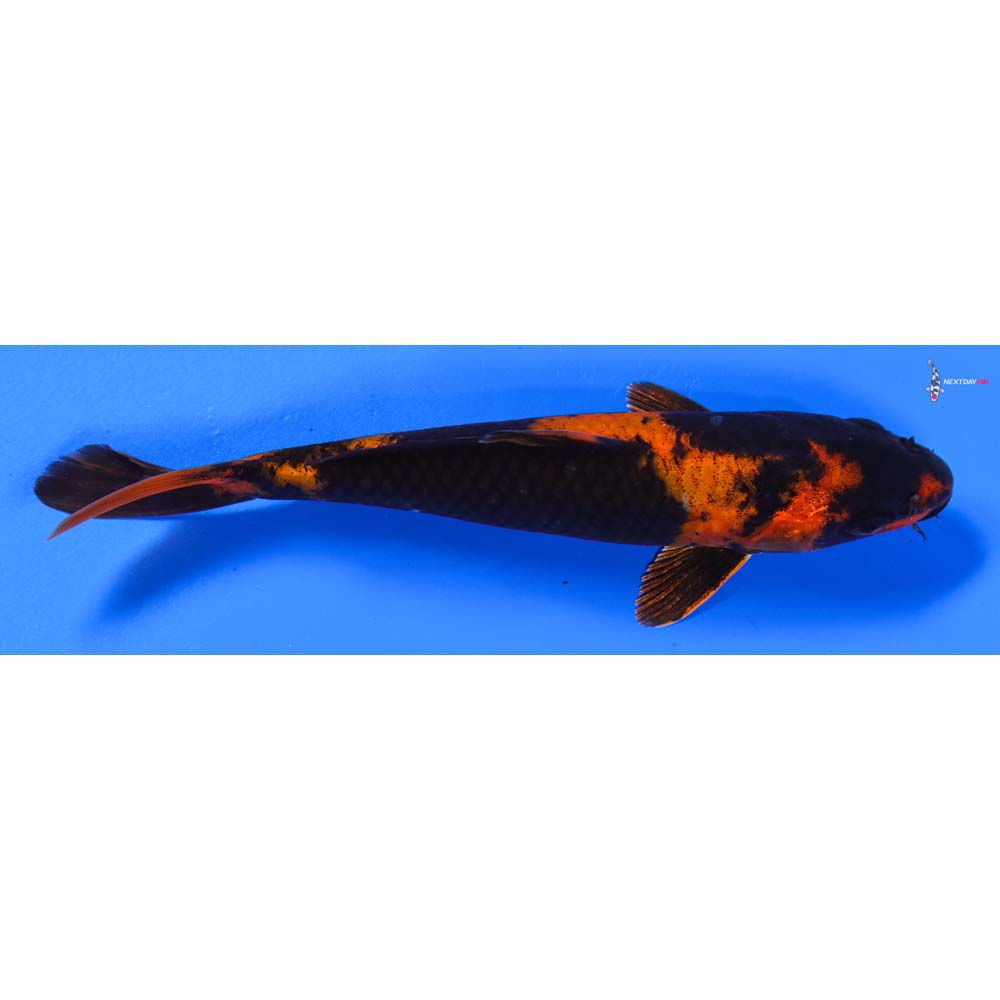 6.5” Imported Hi Utsuri