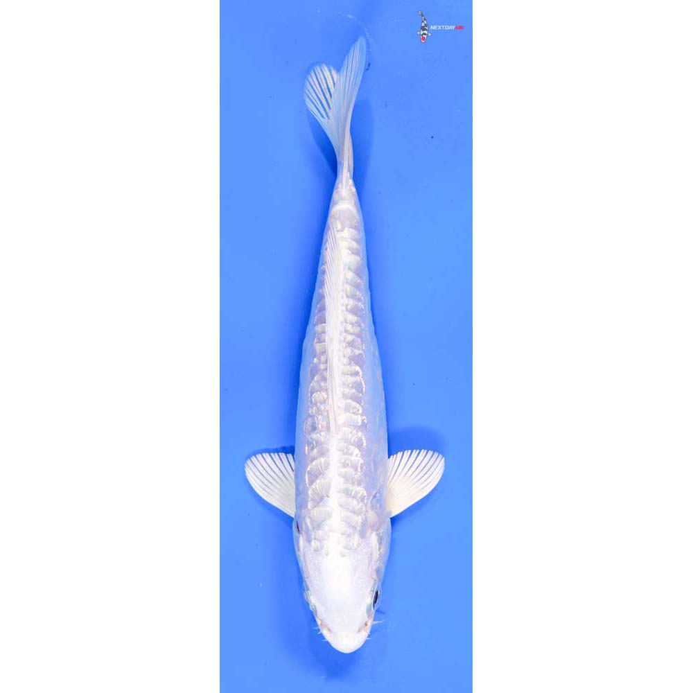 6” Imported Doitsu Gin Rin Platinum Ogon