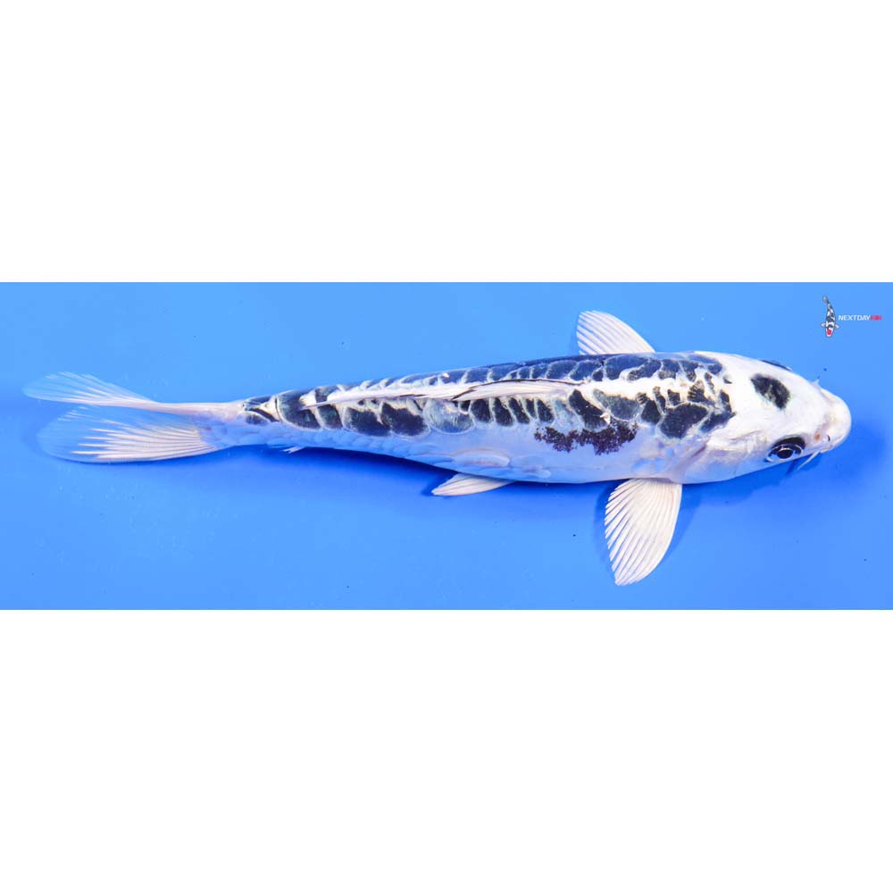 6.5” Imported Kikokuryu