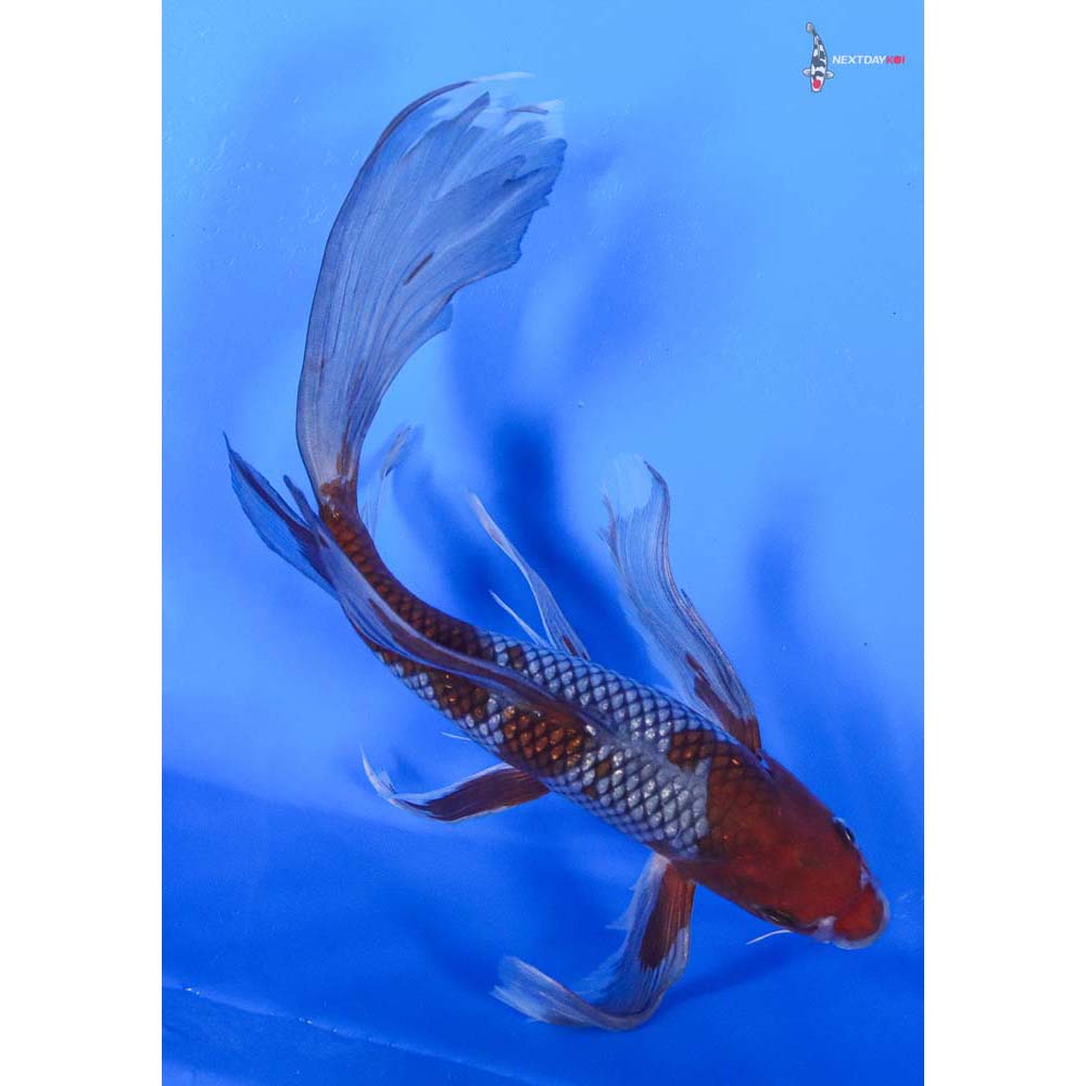 10” Imported Ochiba Shigure Butterfly Koi