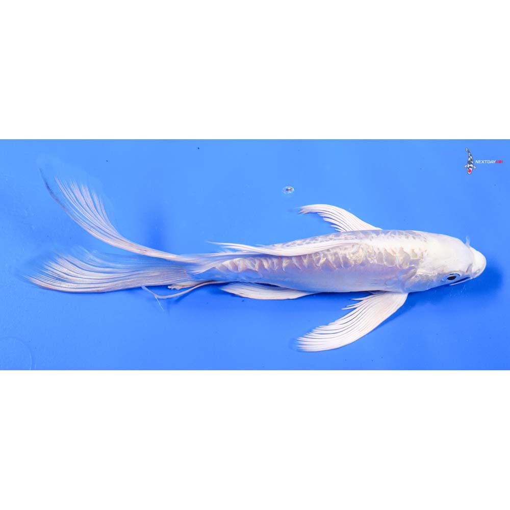 8” Imported Doitsu Gin Rin Platinum Ogon Butterfly Koi