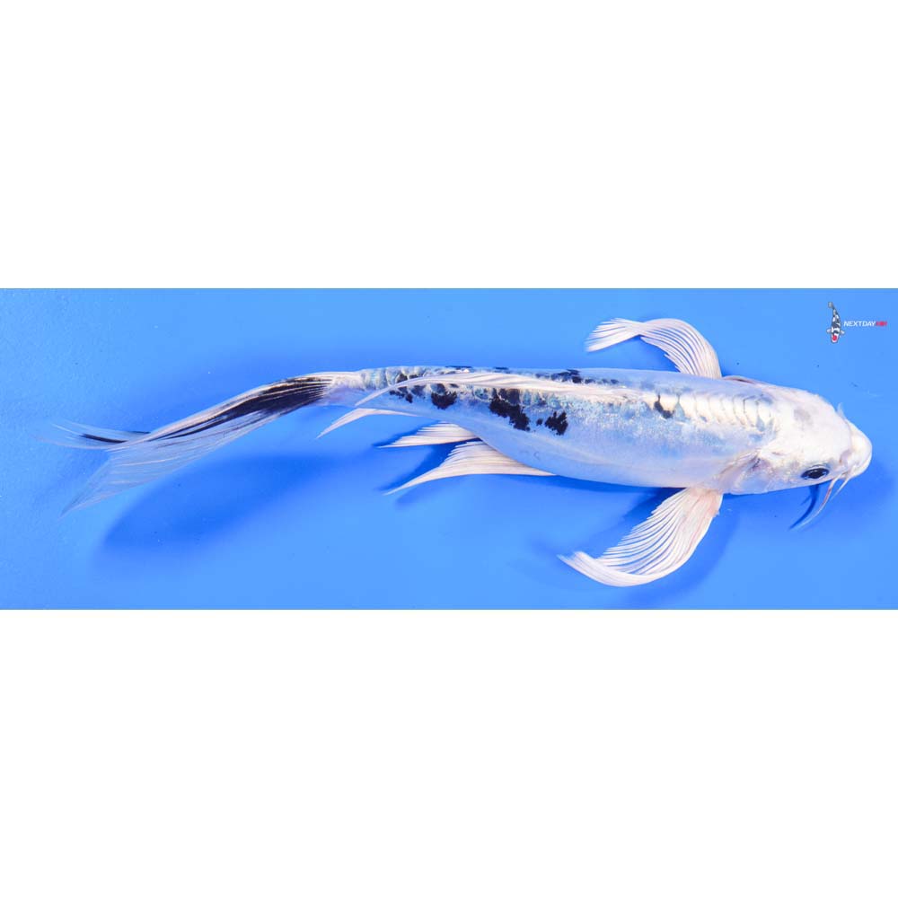 8.5” Imported Doitsu Gin Shiro Bekko Butterfly Koi