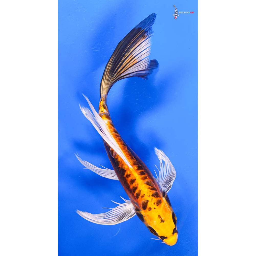 8.5” Imported Kin Kikokuryu Butterfly Koi