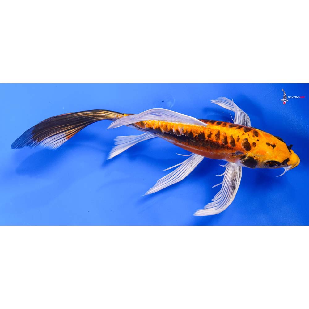 8.5” Imported Kin Kikokuryu Butterfly Koi