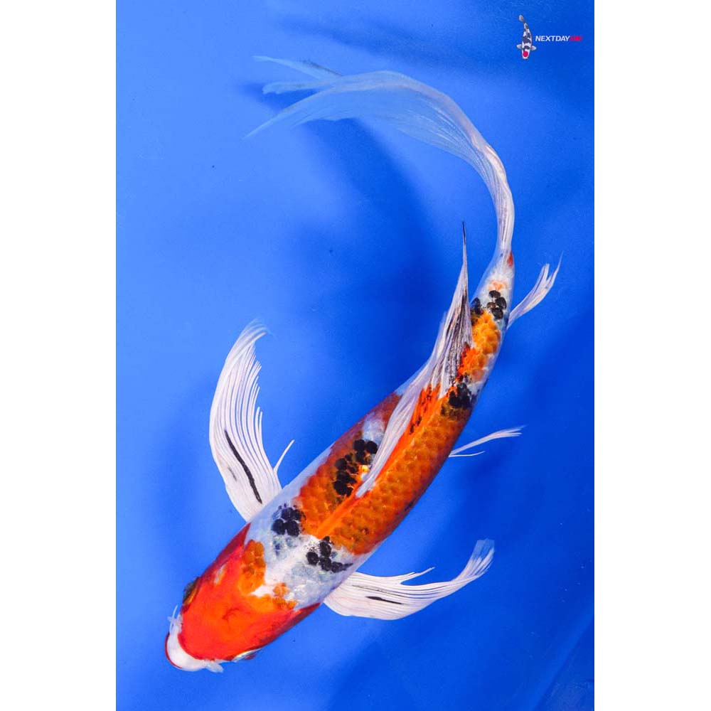 9” Imported Yamato Nishiki Butterfly Koi