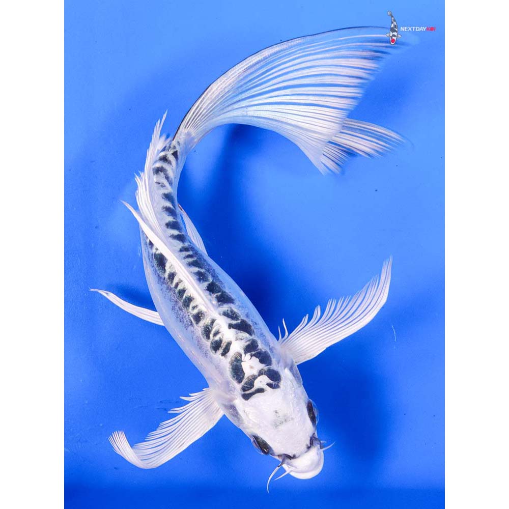 9” Imported Doitsu Gin Matsuba Butterfly Koi