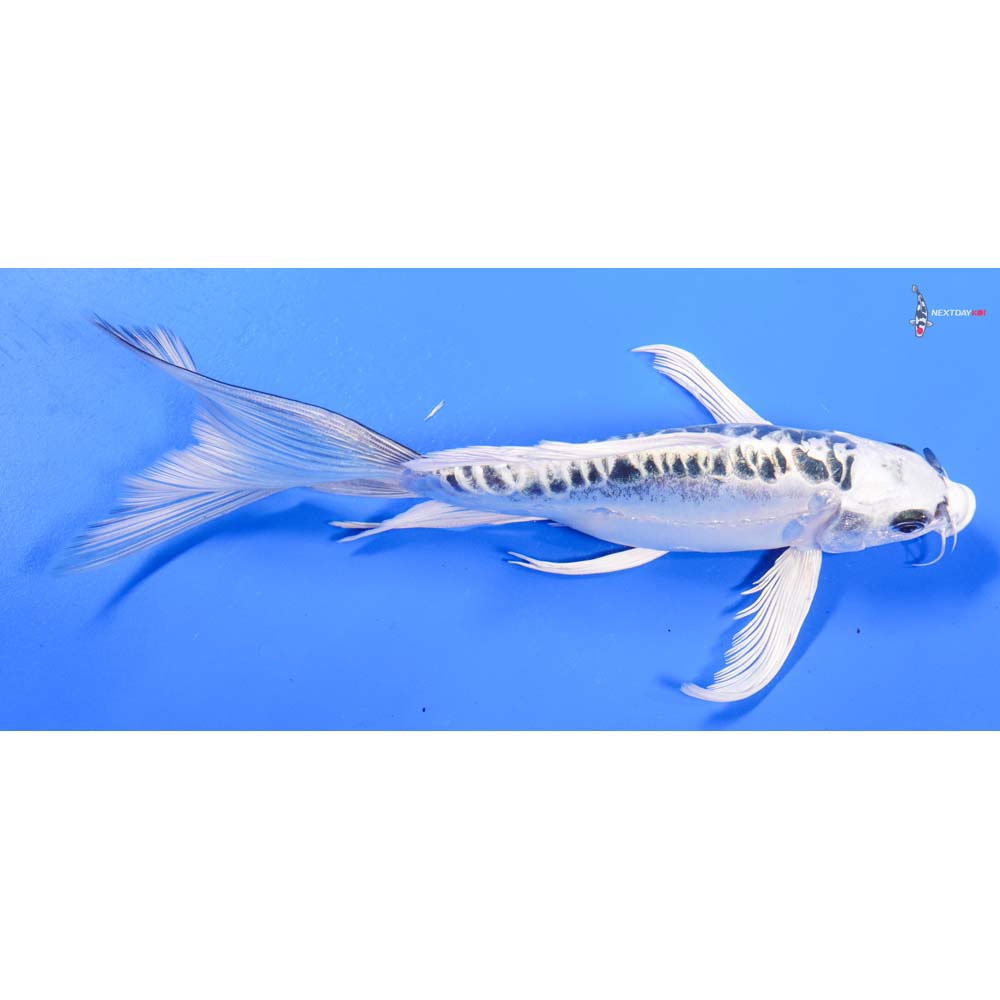 9” Imported Doitsu Gin Matsuba Butterfly Koi
