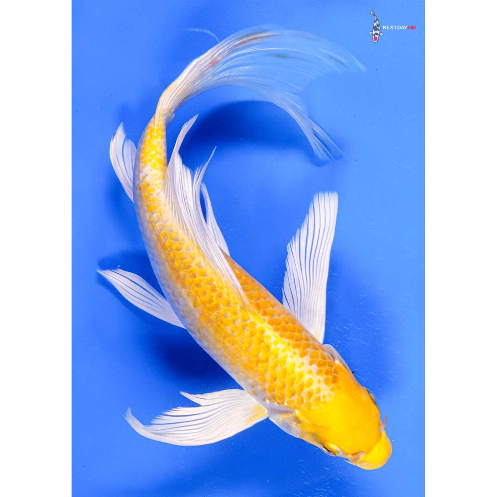 9” Imported Lemon Hariwake Butterfly Koi