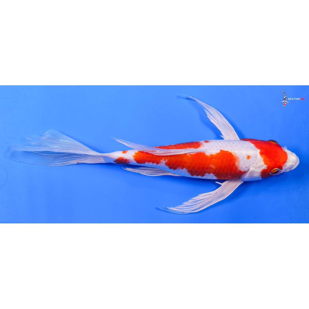 10” Imported Hariwake Butterfly Koi