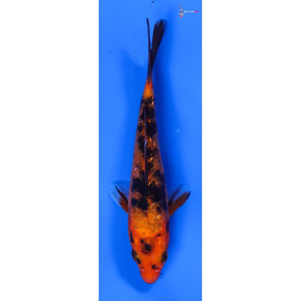 5” Imported Gin Rin Aka Bekko