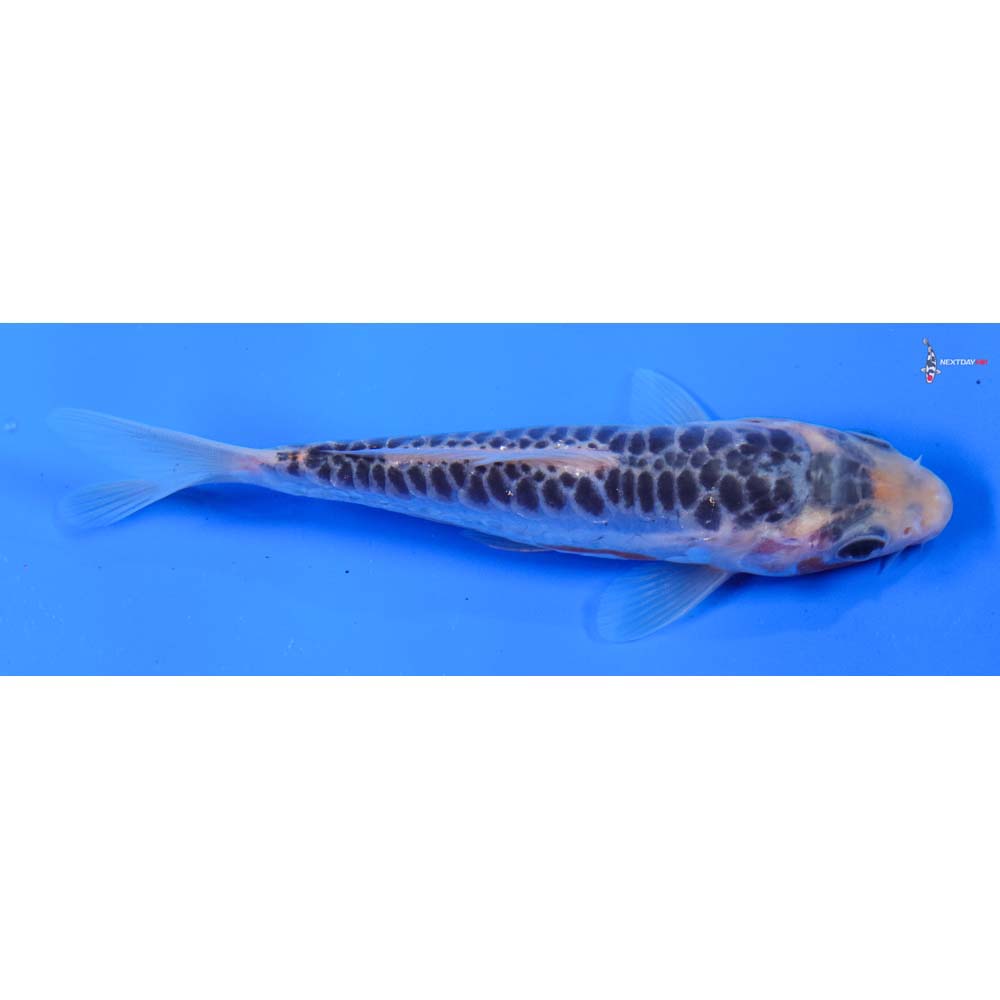 5” Imported Shusui