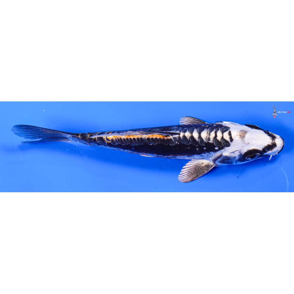 5” Imported Kin Kikokuryu