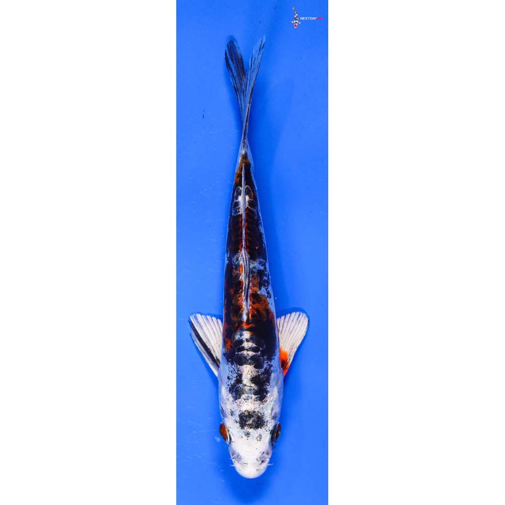 5” Imported Heisei Nishiki