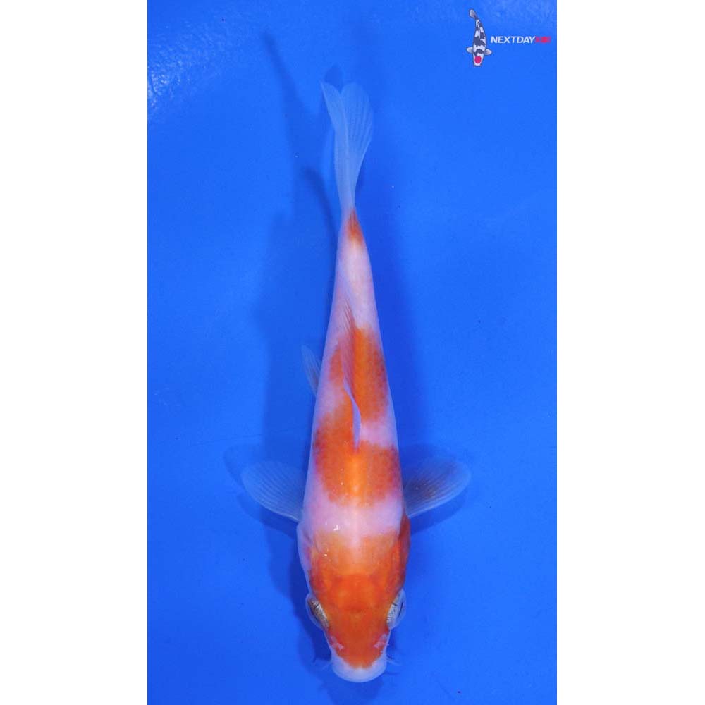 3.5” Imported Kohaku