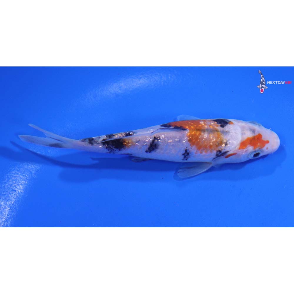4” Imported Gin Rin Sanke