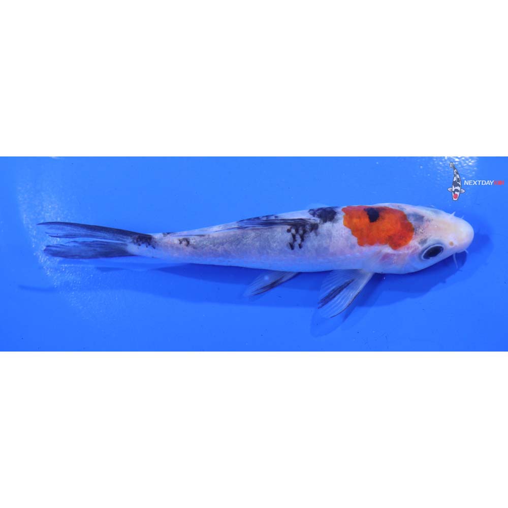 5” Imported Beni Matsukawabakke