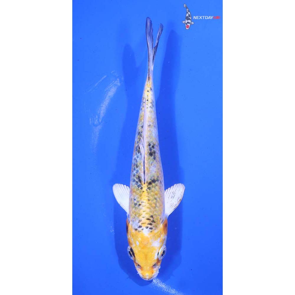 5.5” Imported Yamato Nishiki
