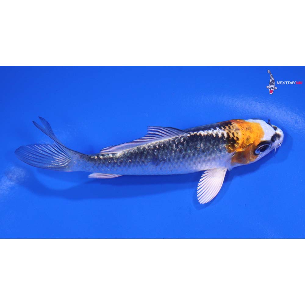 3.5” Imported Kujaku