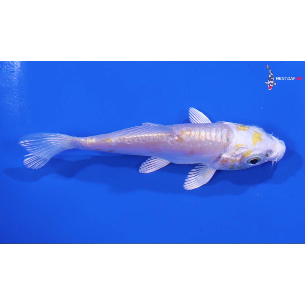 3.5” Imported Doitsu Lemon Hariwake