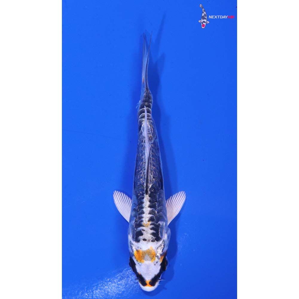 3.5” Imported Kin Kikokuryu