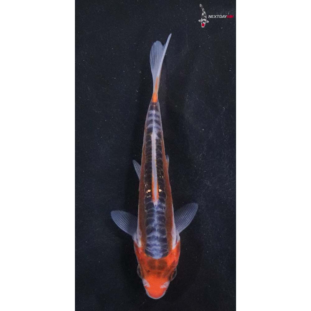 4” Imported Hana Shusui