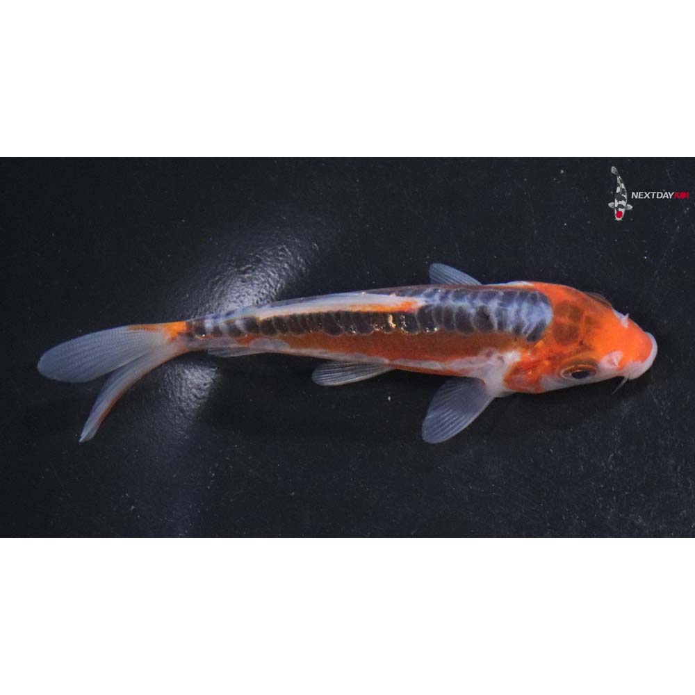 4” Imported Hana Shusui