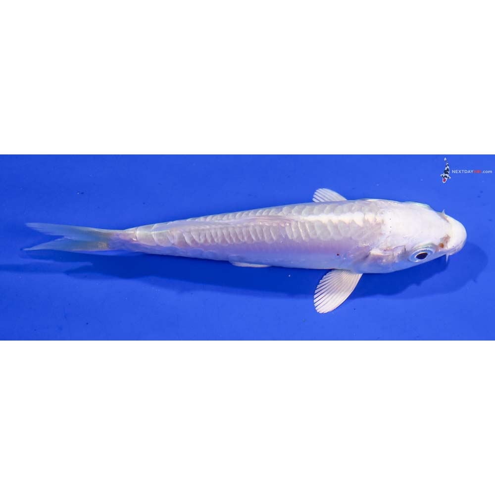 3.5” Imported Doitsu Platinum Ogon