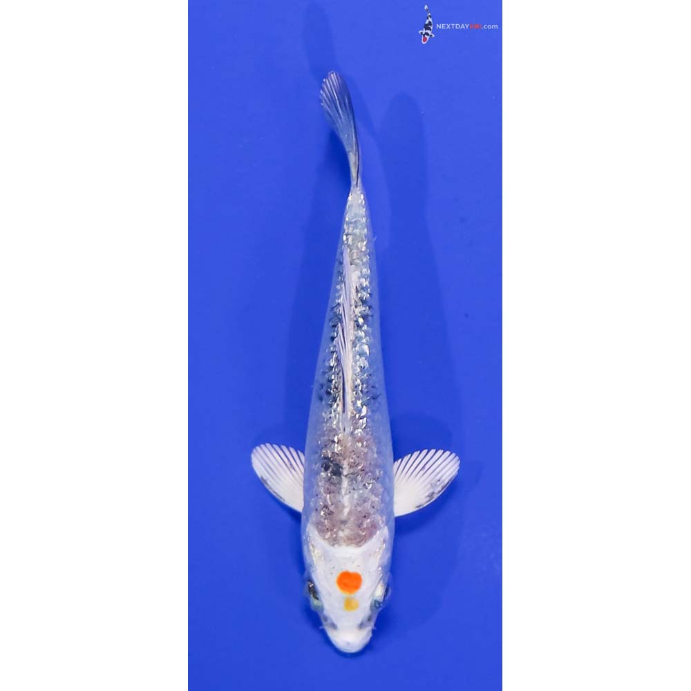 3.5” Imported Gin Rin Yamato Nishiki
