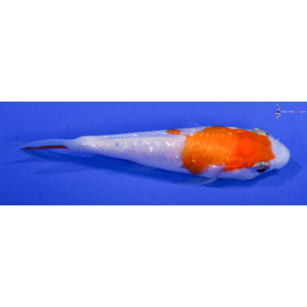 3” Imported Gin Rin Kohaku