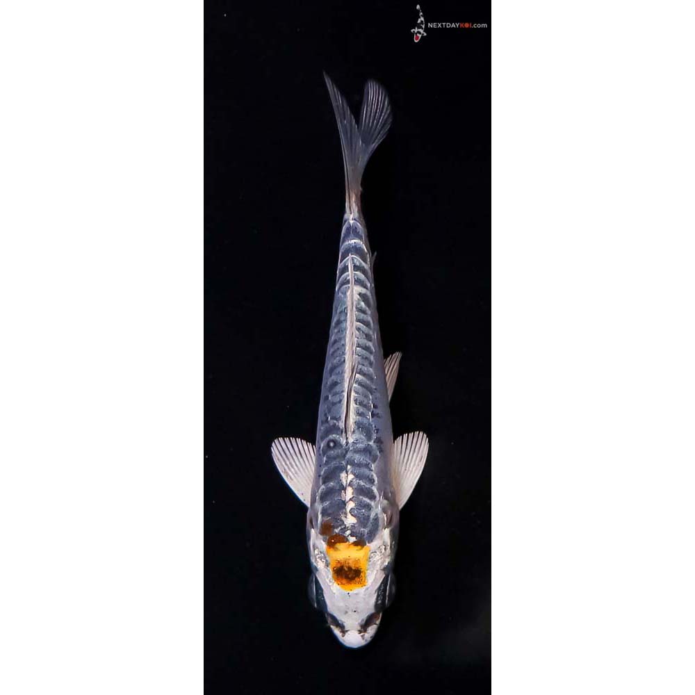 3.5” Imported Doitsu Blue Kujaku