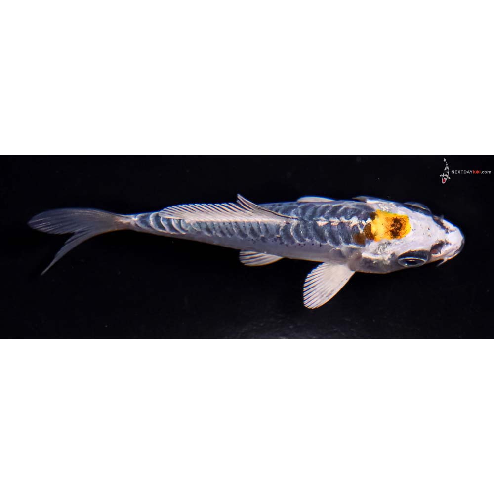 3.5” Imported Doitsu Blue Kujaku