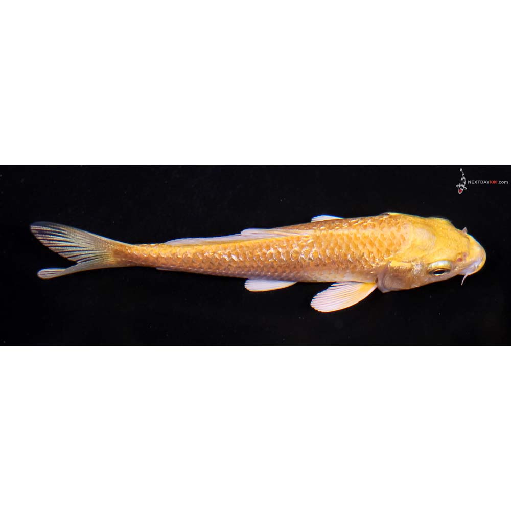 4” Imported Gin Rin Yamabuki Ogon