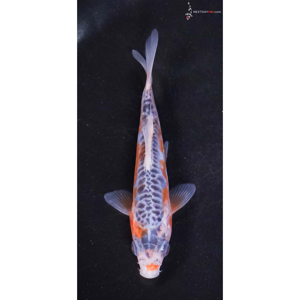 4” Imported Shusui