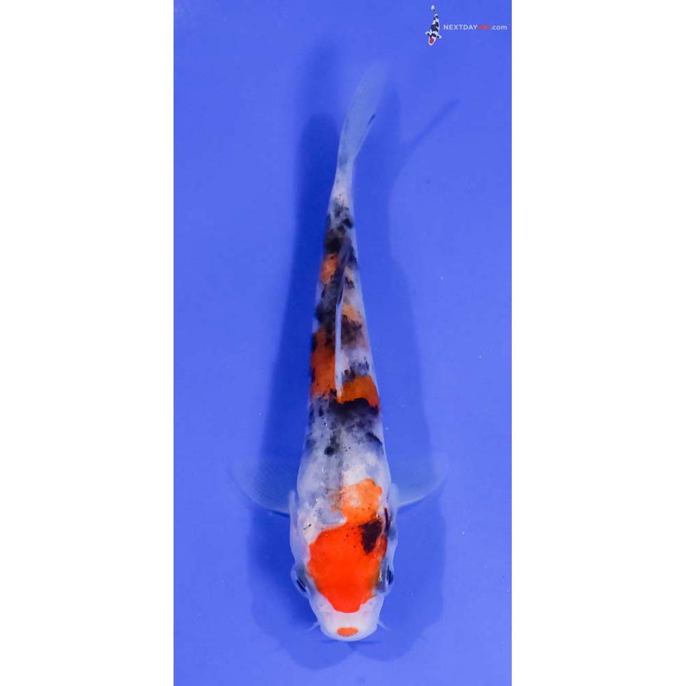 4” Imported Sanke