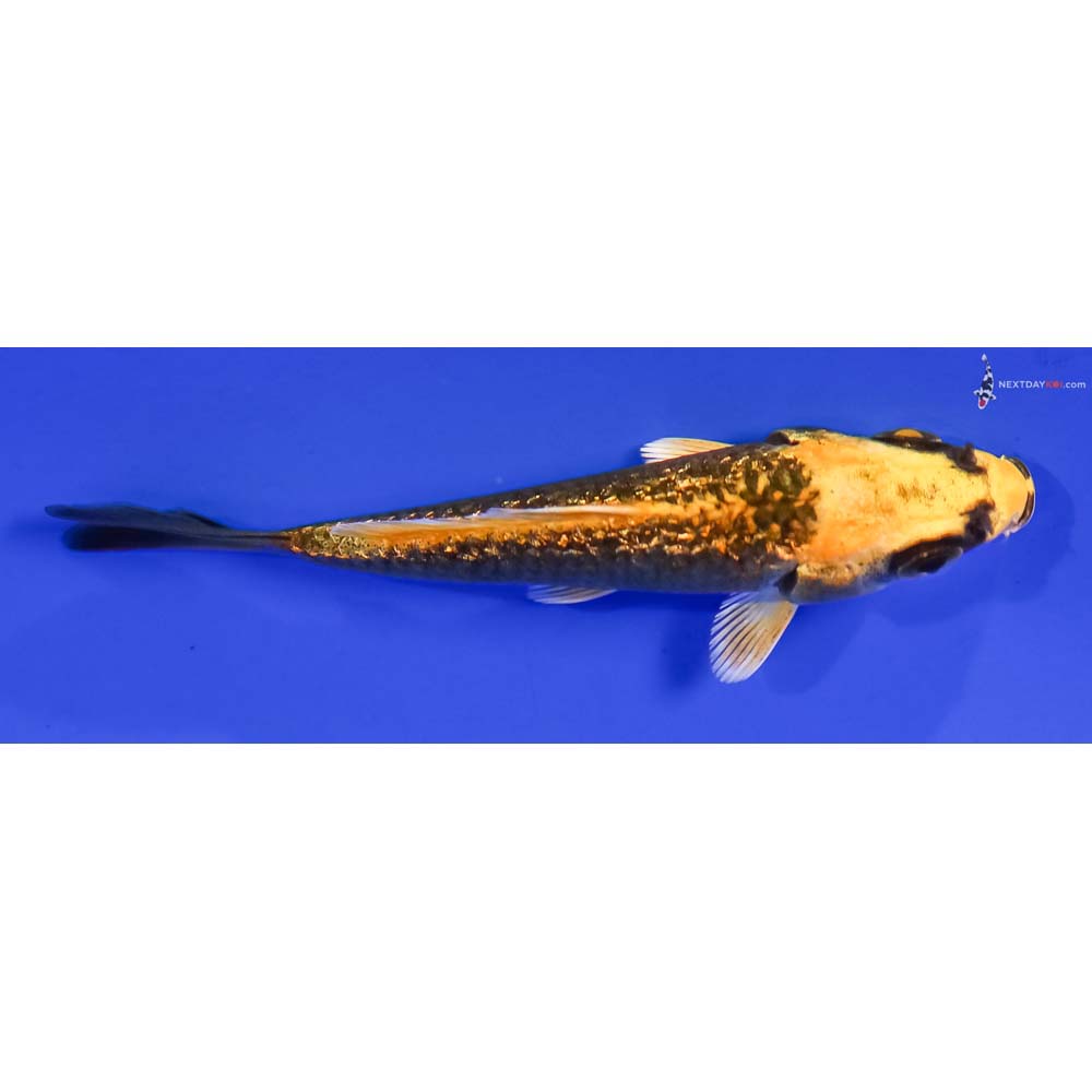 3” Imported Gin Rin Ki Matsuba