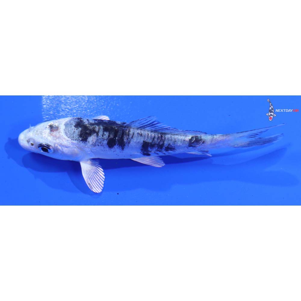 3” Imported Doitsu Gin Shiro Bekko