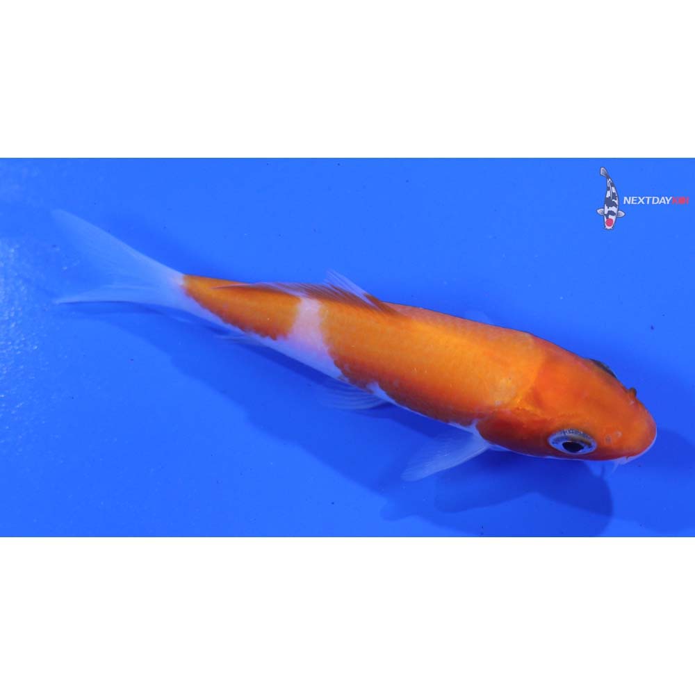 3” Imported Kohaku