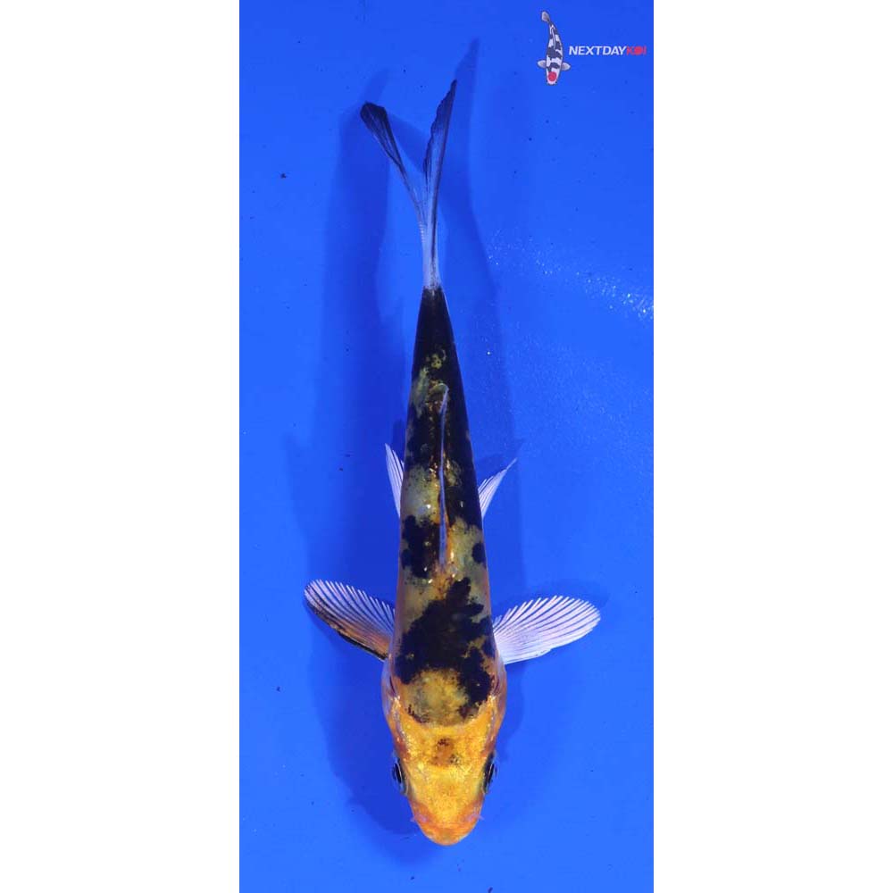 3.5” Imported Heisei Nishiki