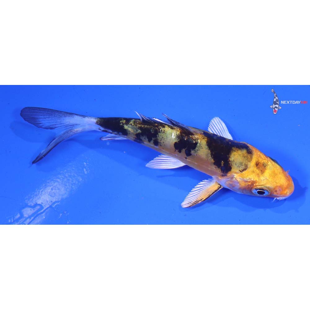 3.5” Imported Heisei Nishiki