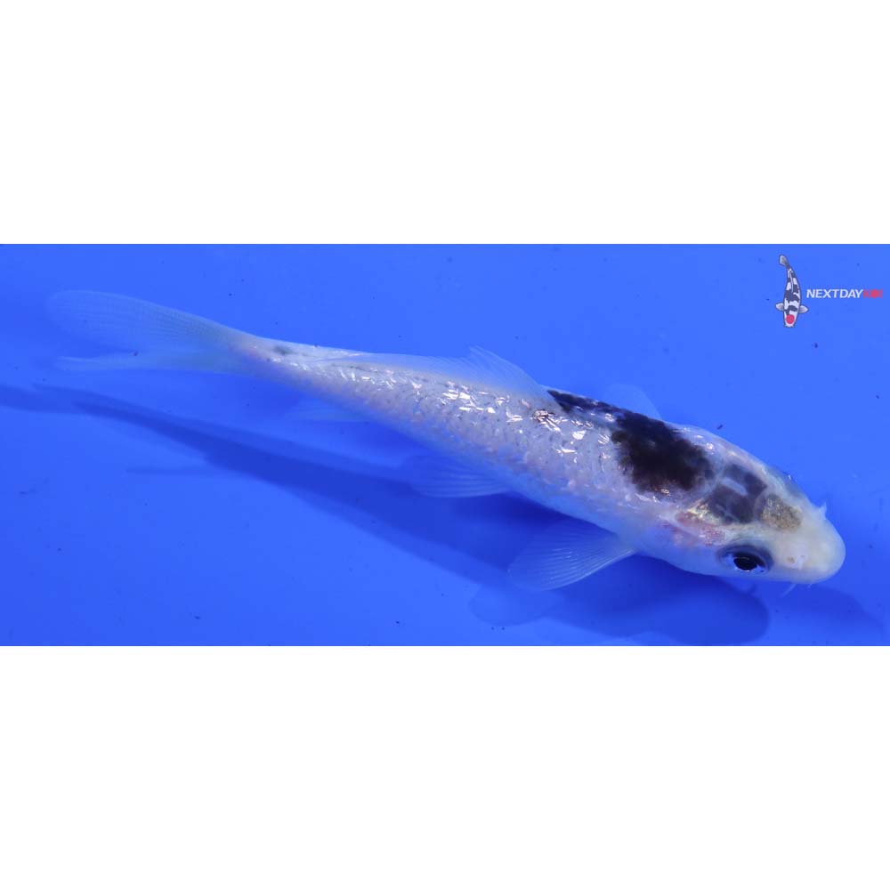 3.5” Imported Gin Rin Goromo