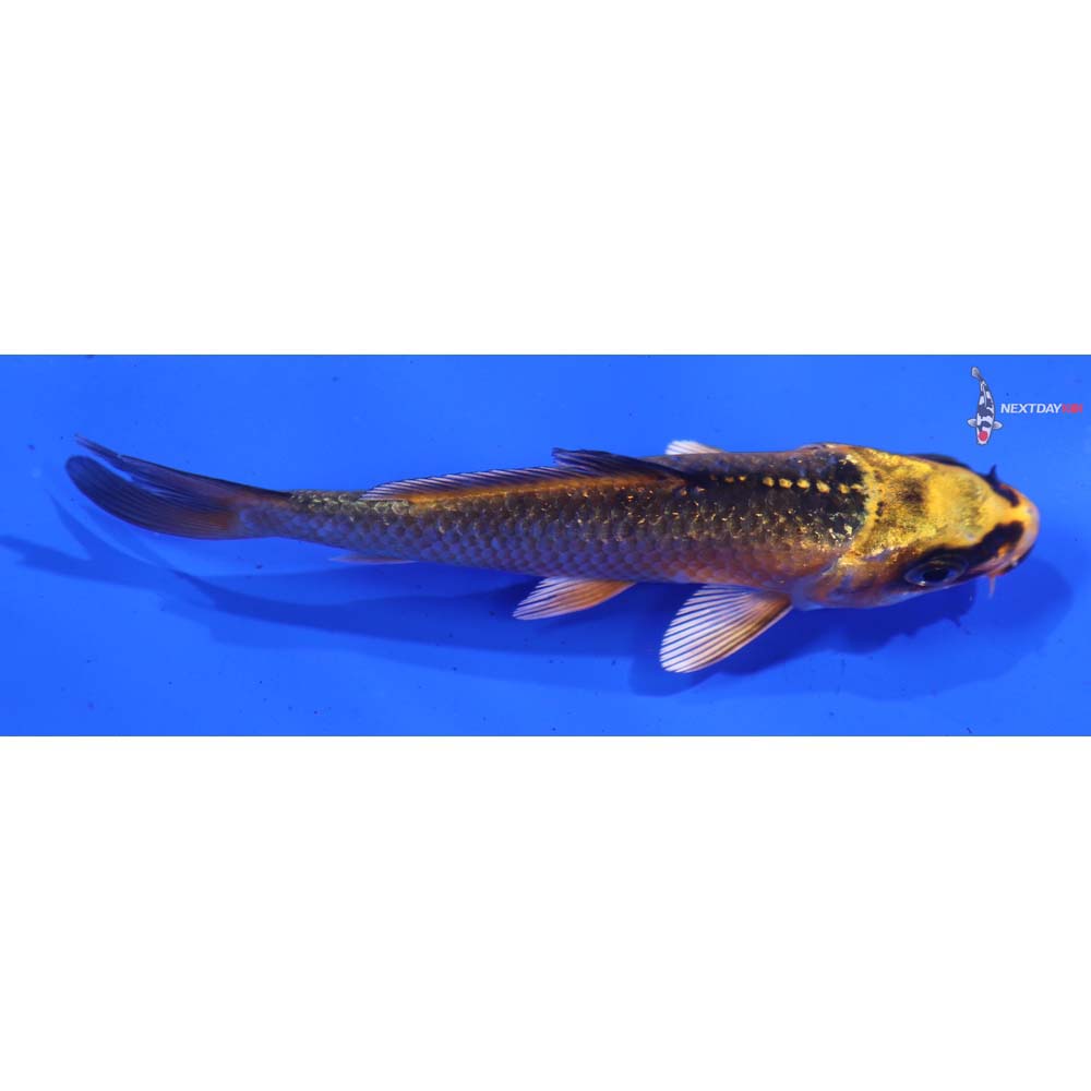 3.5” Imported Ki Matsuba