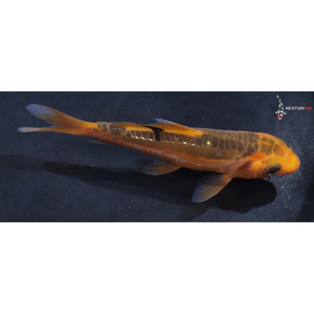 3.5” Imported Hana Shusui