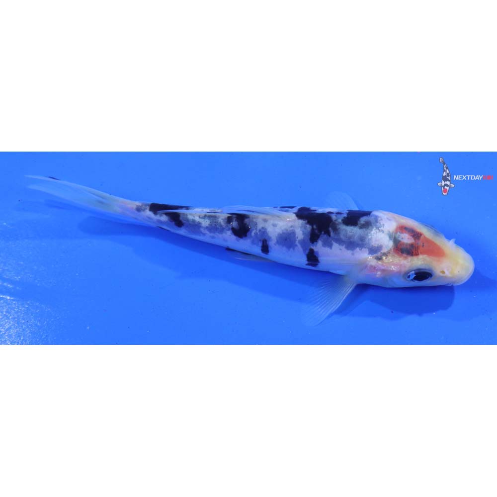 4” Imported Doitsu Shiro Bekko