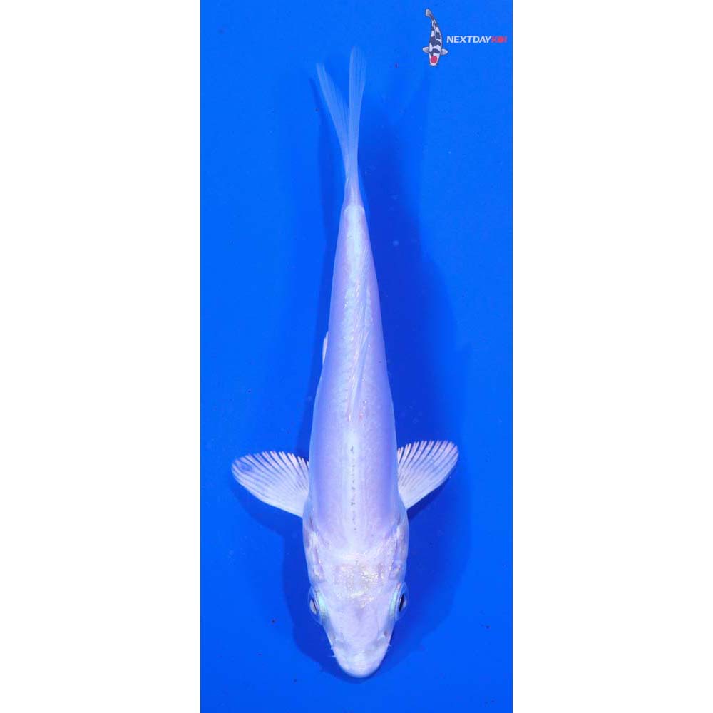 4” Imported Doitsu Platinum Ogon