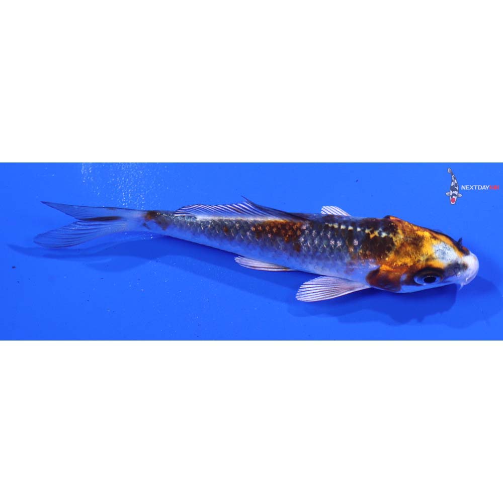 3” Imported Kujaku